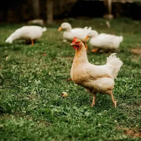 Luxurious Chateau Asa In * Сезана